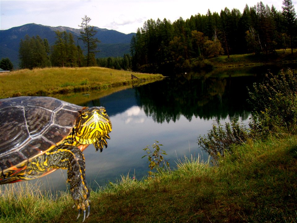 This Montana painted turtle (Chrysemys picta) is not so sure about getting back into the Jessup Mill Pond after he was found on the road. 

At the   in Montana.
Evie Bradley / USFWS

Photo Contest Ent