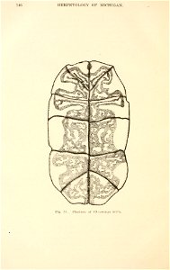 The herpetology of Michigan,