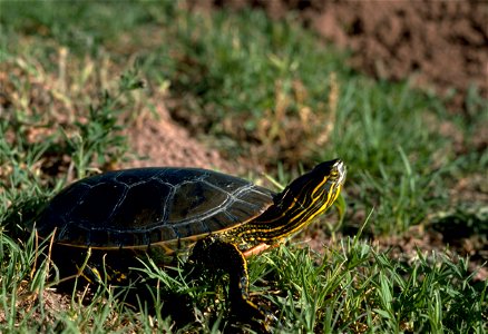 Western Painted Turtle in New Mexico photo