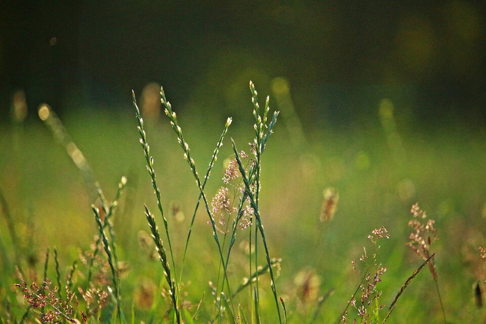 Ryegrass green nature