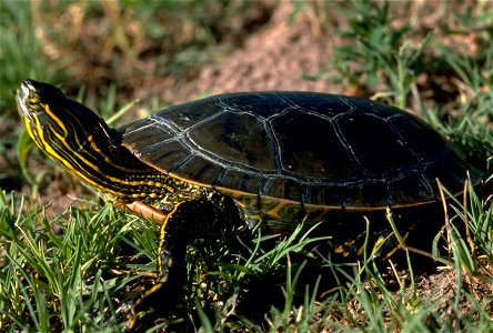 Western Painted Turtle in New Mexico. Original image has been flipped.