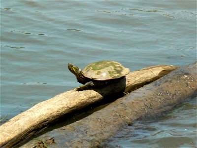 Eastern Painted Turtle Chrysemys picta photo