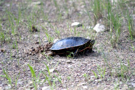 This painted turtle was laying eggs at Minnesota Valley National Wildlife Refuge. Photo by Courtney Celley/USFWS. photo