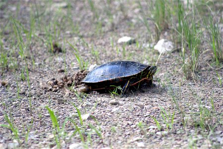 This painted turtle was laying eggs at Minnesota Valley National Wildlife Refuge.

Photo by Courtney Celley/USFWS.