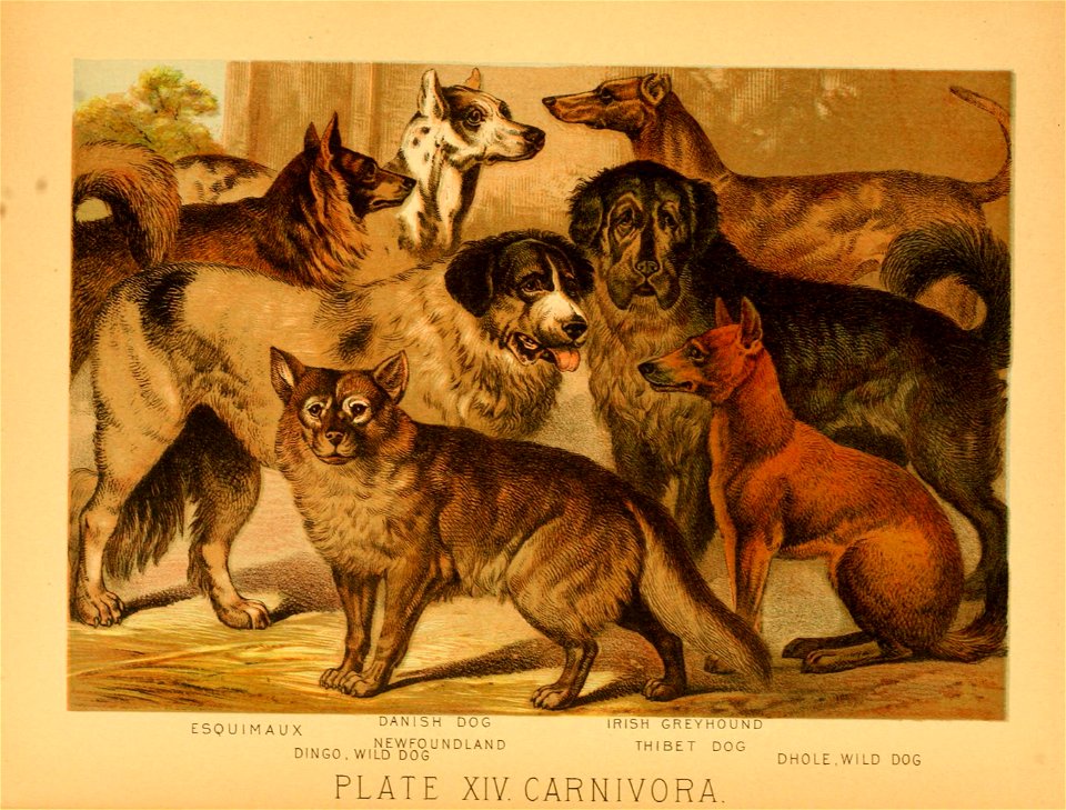 The animal kingdom; based upon the writings of the eminent naturalists, Audubon, Wallace, Brehm, Wood and others.