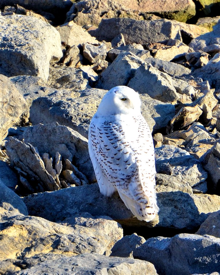 A Snowy Owl Bubo scandiacus was spotted at Smithville Lake on the rip rap of the dam on 2 Jan 2012. Three Snowy Owls have been seen at the lake since early December 2011. Photo courtesy of Christine C