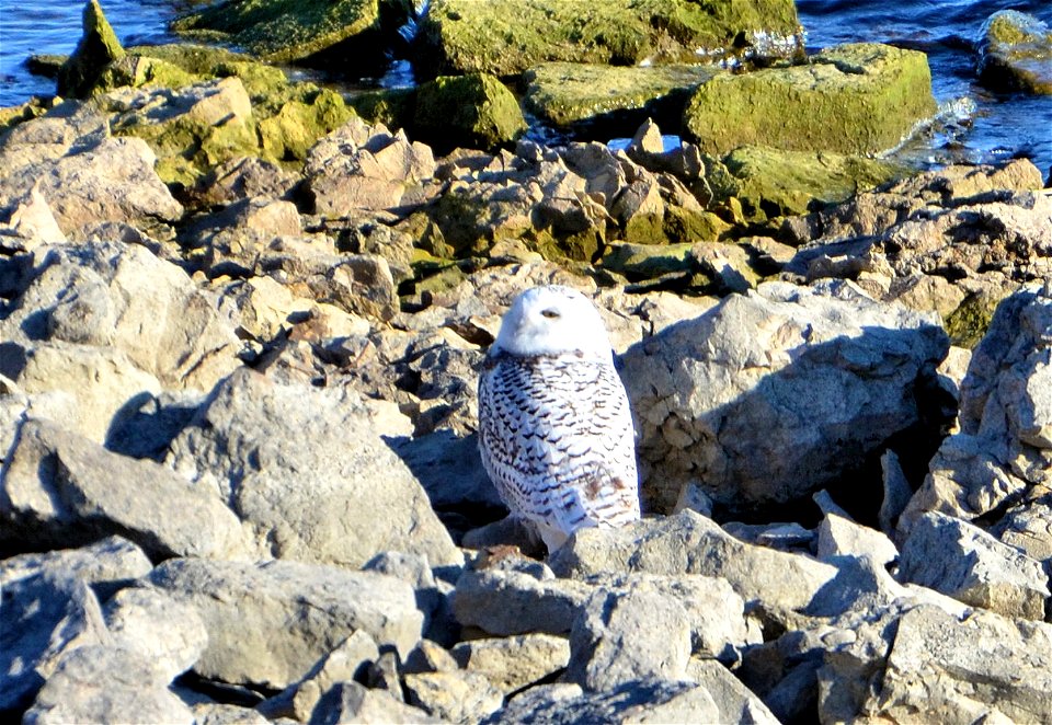 A Snowy Owl Bubo scandiacus was spotted at Smithville Lake on the rip rap of the dam on 2 Jan 2012. Three Snowy Owls have been seen at the lake since early December 2011. Photo courtesy of Christine C