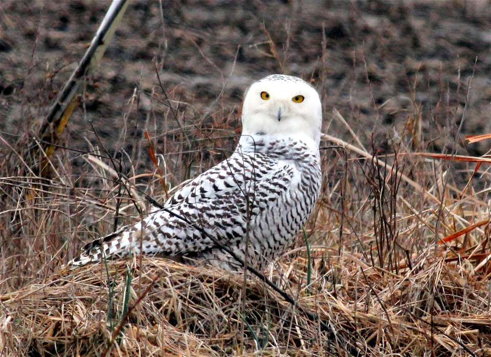 Snowy Owl Bubo scandiacus. In a major Snowy Owl irruption, these arctic owls have been overwintering at refuges across the lower 48 states, from Siletz Bay National Wildlife Refuge in OR to Parker Riv