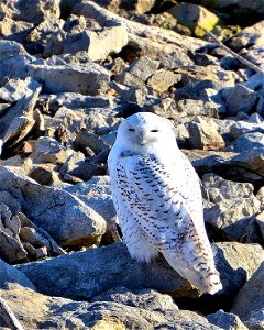 A Snowy Owl Bubo scandiacus was spotted at Smithville Lake on the rip rap of the dam on 2 Jan 2012. Three Snowy Owls have been seen at the lake since early December 2011. Photo courtesy of Christine C