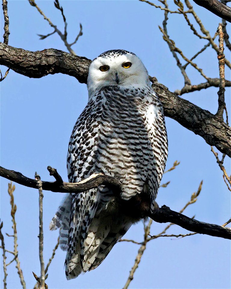 A Snowy Owl Bubo scandiacus sits in a large tree east of Golf Course Road at Smithville Lake in Missouri.