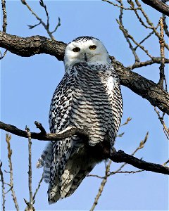 A Snowy Owl Bubo scandiacus sits in a large tree east of Golf Course Road at Smithville Lake in Missouri.