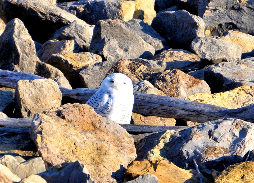 A Snowy Owl Bubo scandiacus was spotted at Smithville Lake on the rip rap of the dam on 2 Jan 2012. Three Snowy Owls have been seen at the lake since early December 2011. Photo courtesy of Christine C