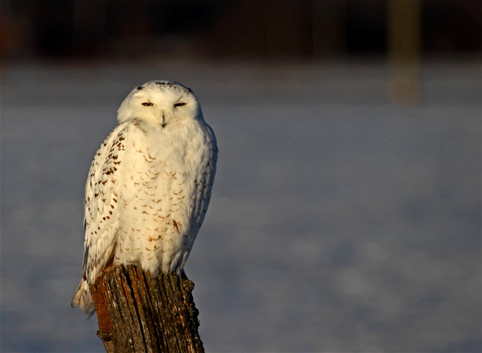A Snowy Owl watches me carefully in the winter sun. Photo was taken in Kanata, Ontario, Canada.
