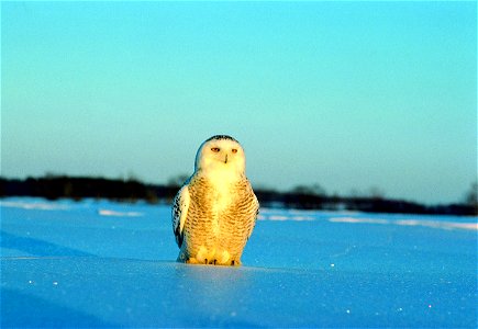 Snowy owl (Bubo scandiacus) From the Quebec government website.  All use allowed under the following condition: