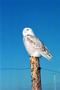 Snowy owl (Bubo scandiacus) From the Quebec government website [2].  All use allowed under the following condition: