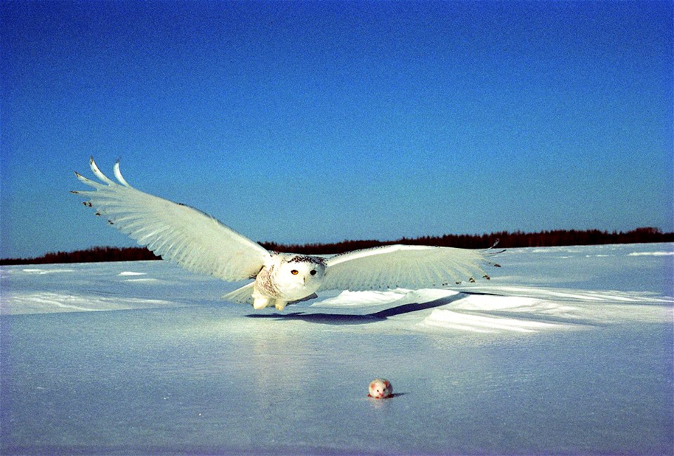Snowy owl (Bubo scandiacus) From the Quebec government website [2].  All use allowed under the following condition: