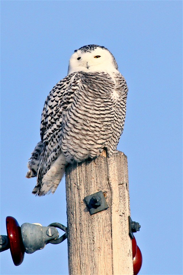 The snowy owl is the most powerful North American owl.  This owl is active during the day and night.

Photo Credit:  Gary Eslinger/USFWS