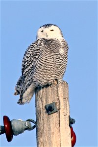 The snowy owl is the most powerful North American owl. This owl is active during the day and night. Photo Credit: Gary Eslinger/USFWS photo