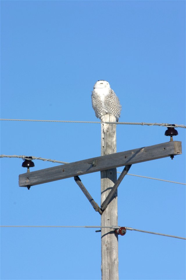 The largest of all owls in North America, this female or juvenile was spotted perching on a utility pole in Logan County, North Dakota. 
Unlike other owls, snowy owls are diurnal (active during the da