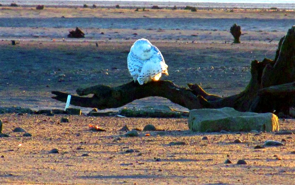 A rare visitor from the arctic, the snowy owl (Bubo scandiacus), has settled in for the 2014-2015 winter at the BLM’s West Eugene Wetlands and was recently photographed.
Standing at nearly 2 feet tall