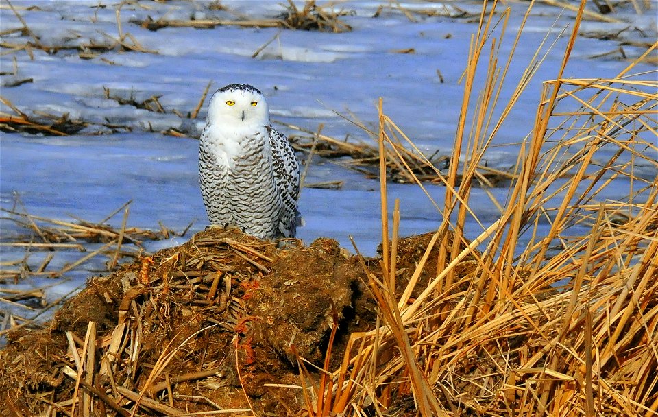 Snowy owl, Bubo scandiacus, at Sand Lake National Wildlife Refuge