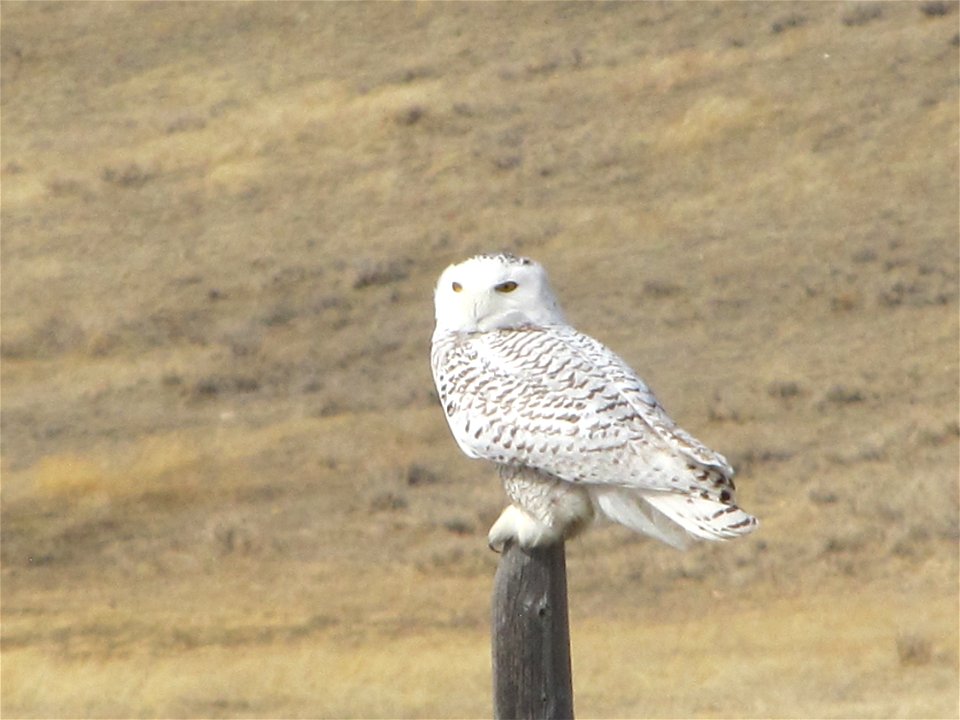 Snowy owl in Phillips County, MT, March 2012.