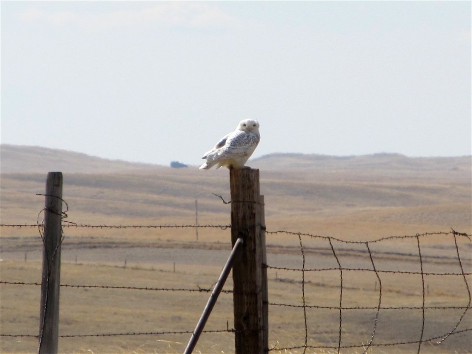 Snowy owl in Phillips County, MT, March 2012.