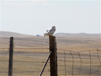 Snowy owl in Phillips County, MT, March 2012. photo