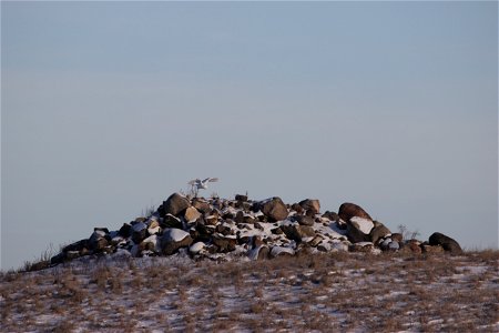Snowy owls hunt mainly during the day. This one was perched atop a rock pile in McIntosh County, ND when he suddenly lifted and dropped into the grass in front of the rocks to catch his prey (likely a
