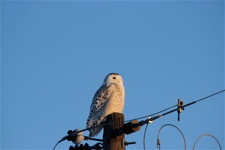 We saw a greater than usual number of snowy owls in the Kulm Wetland Management District this year. During some winters, they expand south from Canada to find more food. They are commonly spotted perc
