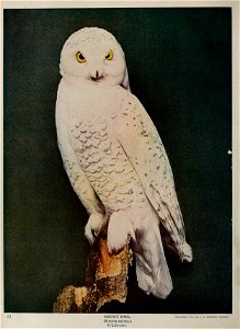 SNOWY OWL, (Nyctea nyctea.) H Life-size. MUMFORO, CHICAGO photo