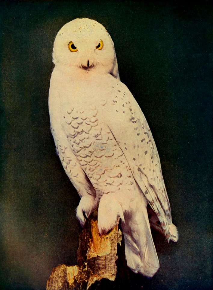 Bubo scandiacus (Snowy Owl)
Original label states: Nyctea nyctea
