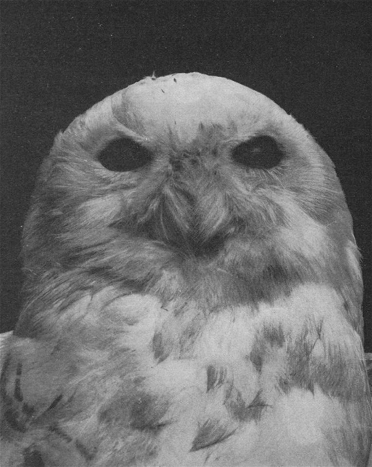 Photograph of a snowy owl that had recently died in Edward E. Schmid's Pet Emporium in Washington, D.C.