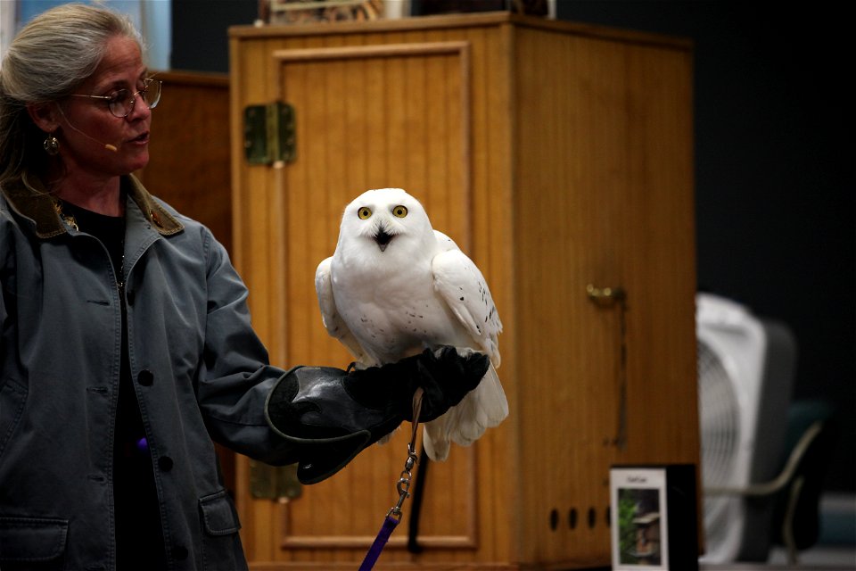 Snowy Owl at bird show during the fishing derby on May 7th.


credit: Keith Shannon/USFWS