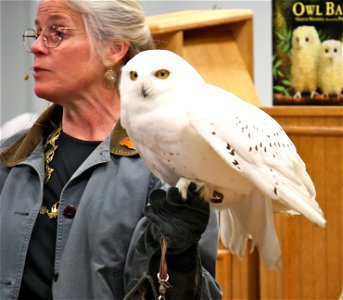 Snowy owl presented by Eyes On Owls at the annual fishing derby held at the USFWS Northeast Regional Office.


credit: Bill Butcher/USFWS