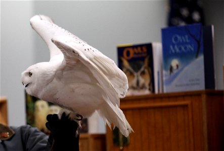 Snowy Owl at bird show during the fishing derby on May 7th.


credit: Keith Shannon/USFWS