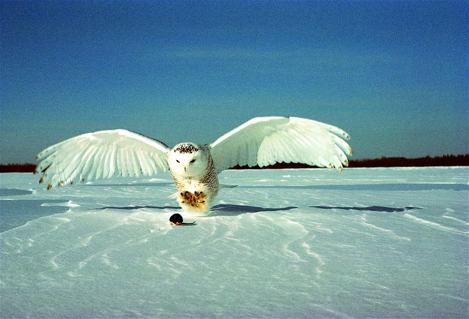 Snowy owl (Bubo scandiacus) From the Quebec government website [2].  All use allowed under the following condition: