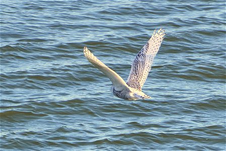 A Snowy Owl Bubo scandiacus was spotted at Smithville Lake, Kansas City, on the rip rap of the dam on 2 Jan 2012. Three Snowy Owls have been seen at the lake since early December 2011. Photo courtesy 