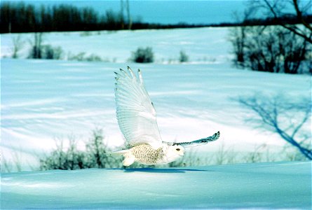 Snowy owl (Bubo scandiacus) From the Quebec government website [2].  All use allowed under the following condition: