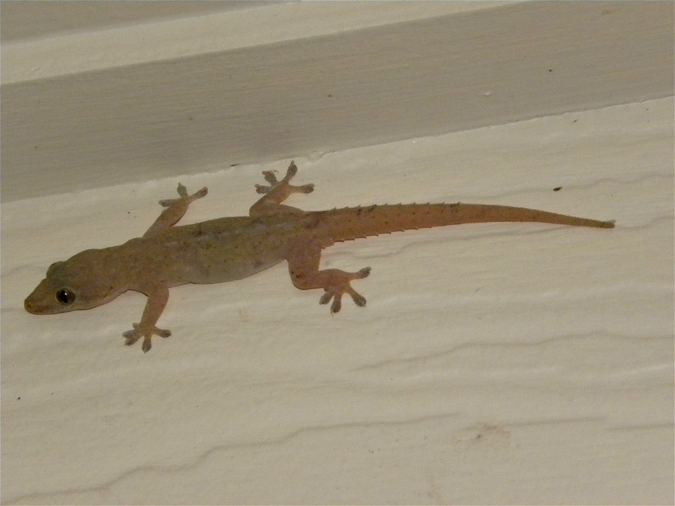 Asian house gecko aka common house gecko (Hemidactylus frenatus) originated in Asia but is now found in the USA and Australia.
