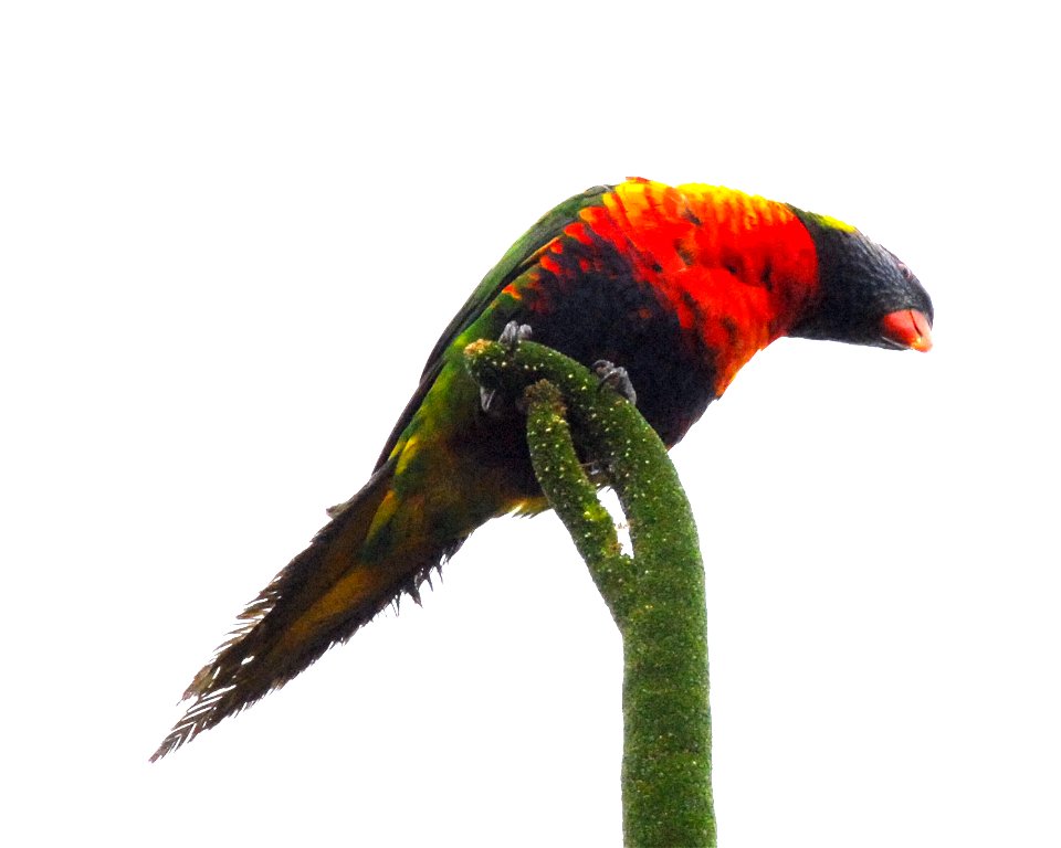 Manipulated imaged of Trichoglossus moluccanus. Swanbourne, Western Australia. Unsorted image.