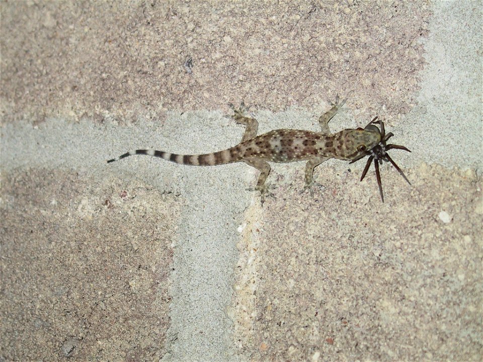 This is a picture of a Common house gecko (Hemidactylus frenatus) that has caught a spider.  This was taken on my front porch in Austin, TX.  This specimen is about 2" long.