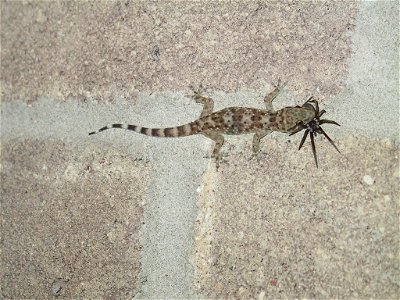 This is a picture of a Common house gecko (Hemidactylus frenatus) that has caught a spider. This was taken on my front porch in Austin, TX. This specimen is about 2" long. photo