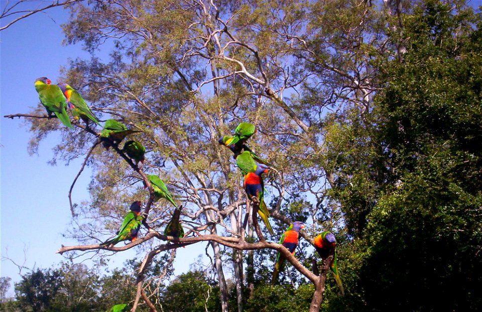 Rainbow Lorikeets at Lone Pine Koala Sanctuary, Brisbane, Queensland, Australia