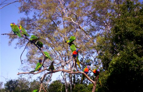 Rainbow Lorikeets at Lone Pine Koala Sanctuary, Brisbane, Queensland, Australia