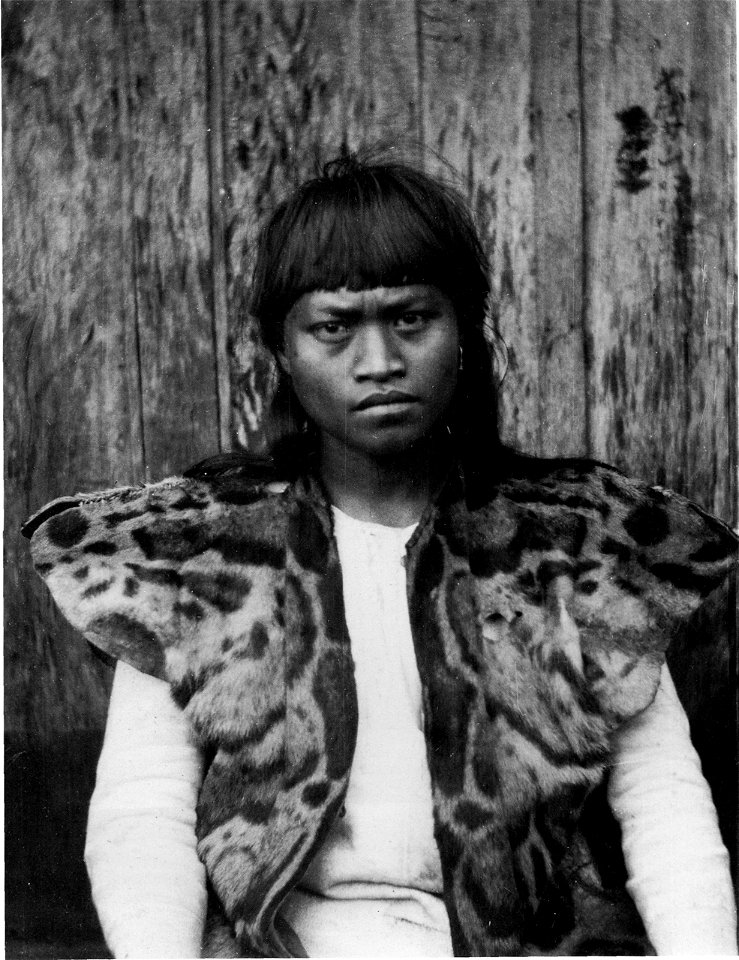 Taiwanese Aboriginal male wearing a clouded leopard fur (presumably of the extinct subspecies Neofelis nebulosa brachyurus, Formosan Clouded Leopard, 台灣雲豹). This photograph by Japanese anthropologist 