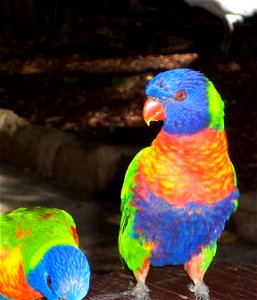 The rainbow lorikeet is just one of more than 210 bird species found in Lake Awoonga, Central Queensland. photo