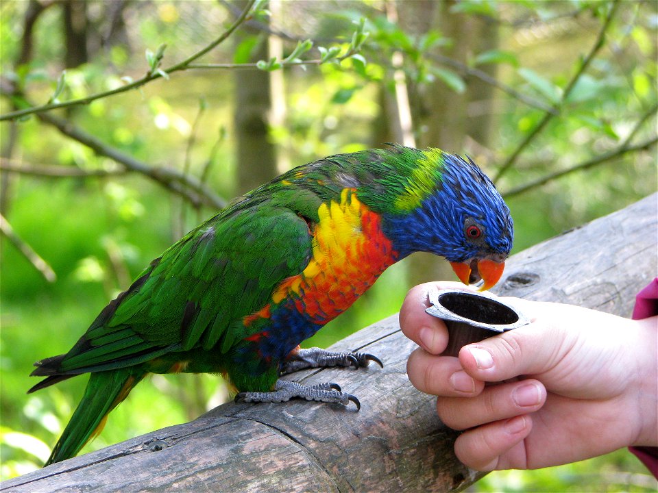 Swainson's Lorikeet (Trichoglossus haematodus moluccanus) at Vogelpark Marlow (Germany)