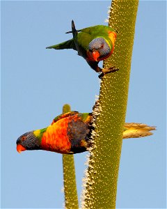 Photograph showing two Trichoglossus moluccanus (Rainbow Lorikeets), an introduced species, feasting on a flowering Xanthorrhoea in Western Australia. Given a crop and selected to show the upper and l photo