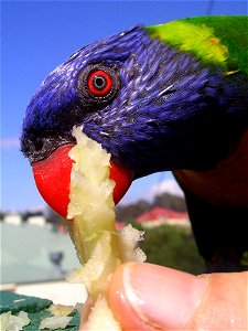 closeup of rainbow lorikeet eating apple (and a thumb)